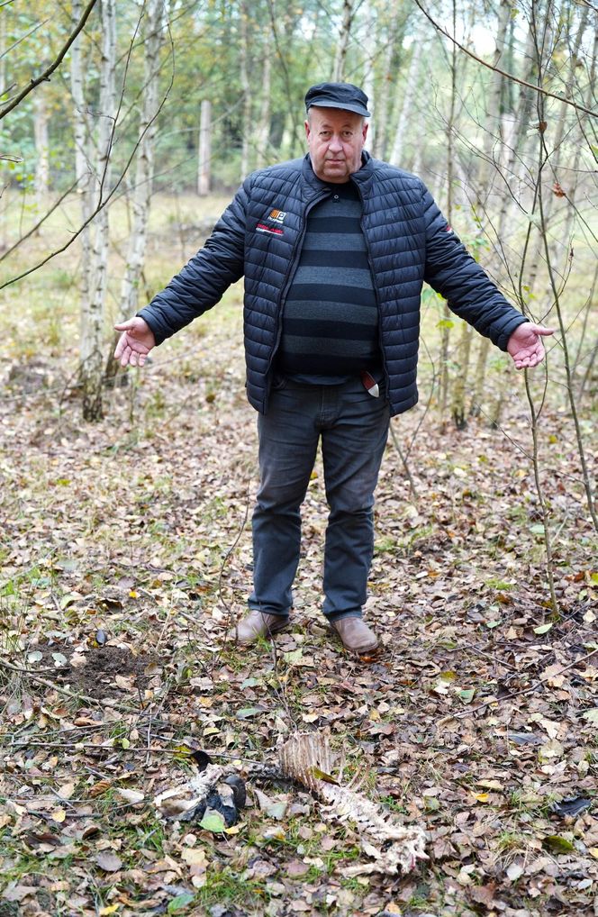 Podlaskie. Wataha wilków terroryzuje mieszkańców wioski. Zabijają zwierzęta, wchodzą na podwórko