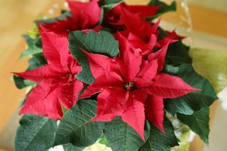 W październiku gwiazda betlejemska przygotowuje się do sezonu. Zrób to, a w Boże Narodzenie pięknie zakwitnie, a teściową zamuruje z wrażenia. Zasady pielęgnacji poinsecji jesienią