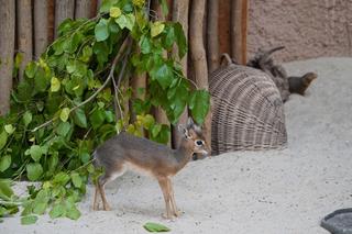 We wrocławskim zoo urodził się kolejny dikdik. Zobaczcie, jaki jest słodki! [ZDJĘCIA]