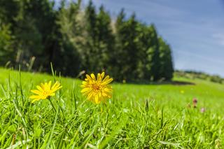 Jakie kwiaty do sypania na procesji?