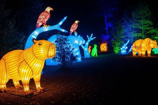 Wrocławskie zoo rozbłysło. Jakie tajemnice kryje nocna Dzika Ameryka?