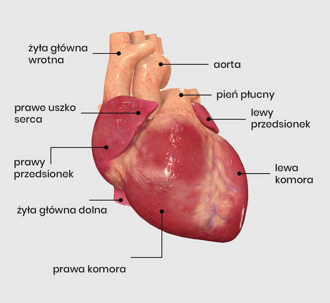 Model anatomiczny ludzkiego serca