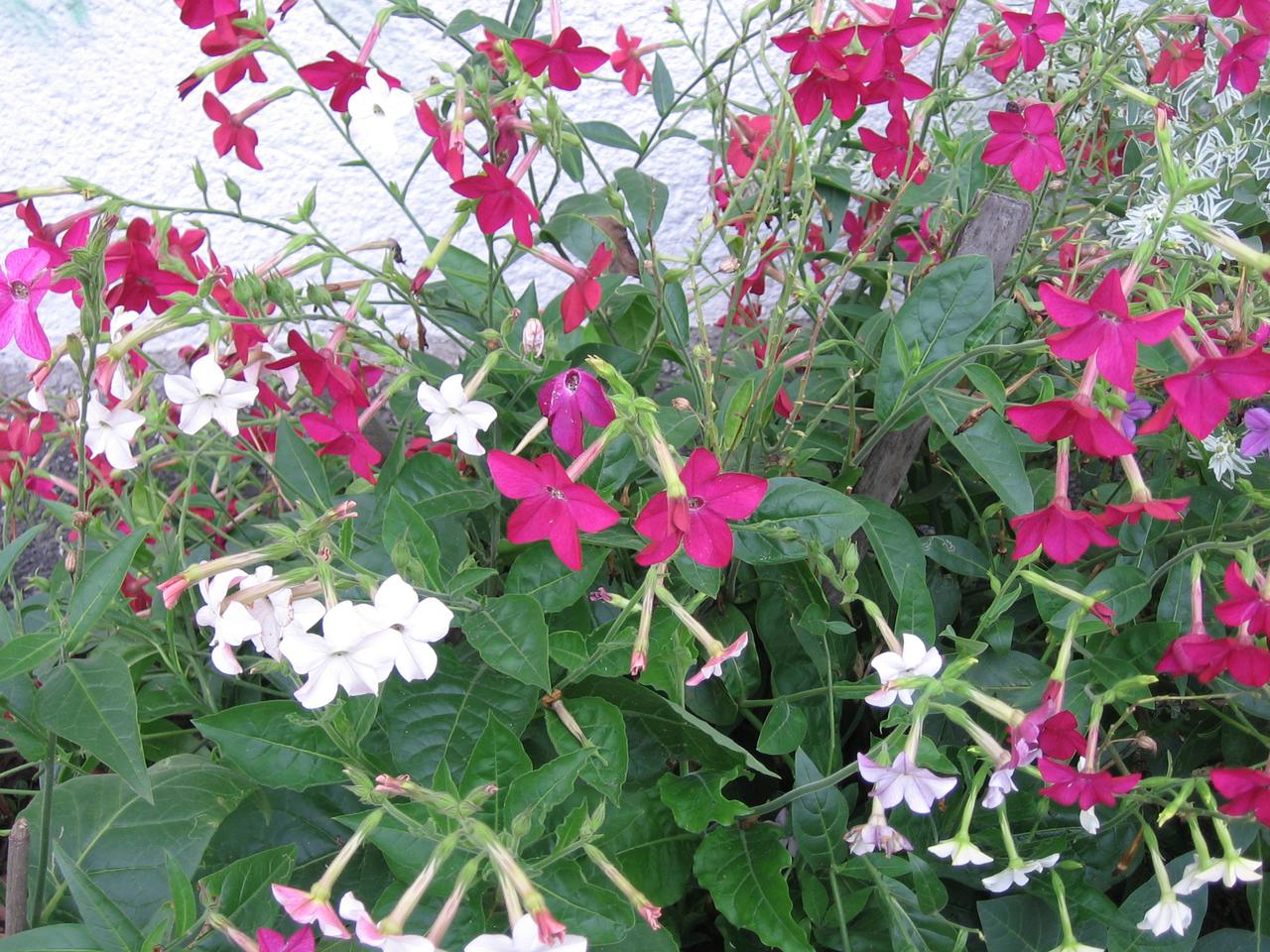 Tytoń oskrzydlony - Nicotiana alata