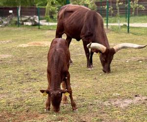 Szalone Małpki nagrywały teledysk w ZOO Leśne Zacisze pod Kielcami