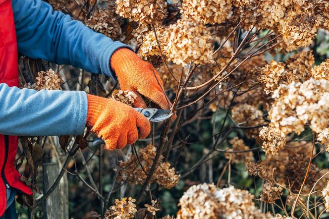 Zbliża sie ważny termin w pielęgnacji hortensji! Bez tego nie uraczysz kulistych kwiatów wiosną! Wiele osób o tym zapomina, przez co hortensje nie kwitną tak pięknie 
