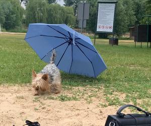 Plaża w Wąsoczu jest piękna, choć na chwilę obecną... bardzo brudna