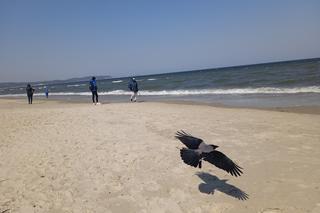 Mieszkańcy korzystają ze słonecznej pogody. Na plaży w Jelitkowie widać już pierwszych spacerowiczów!