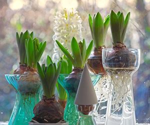 Pędzenie hiacyntów