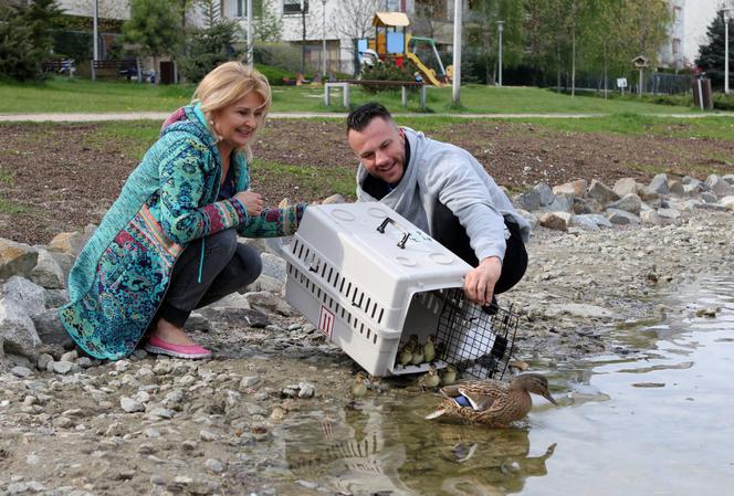 Majka Jeżowska ratuje kaczki