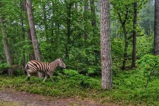 To nie żart! Zebra spacerowała po lesie nad morzem [ZDJĘCIA]