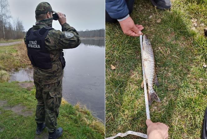 Nielegalny połów ryb! Łowili na tarlisku pomiędzy mostami w Stykowie i Dziurowie  [FOTO]