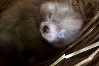 Wielka radość z pandy małej. W Orientarium Zoo Łódź na świat przyszedł trzeci potomek Ofelii i Otella