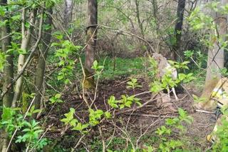 Pod Tarnowem pojawił się daniel albinos