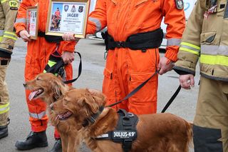 Czworonożni funkcjonariusze przeszli na emeryturę. Jagger i Jerry ratowali ludzi po trzęsieniu ziemi i katastrofie budowlanej