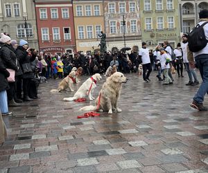 Golden Retriever WOŚP w Poznaniu