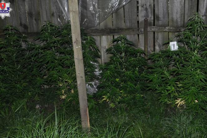 Szczebrzeszyn: Uprawiał nielegalne rośliny na posesji