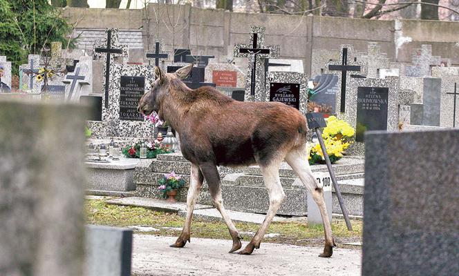 Łoś biegał między nagrobkami