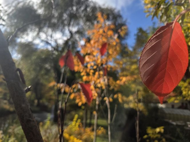 Jesień w Ogrodzie Botanicznym UKW. To ostatnia szansa na spacer wśród złotych liści!