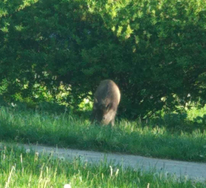 Dzik na placu zabaw we Wrocławiu