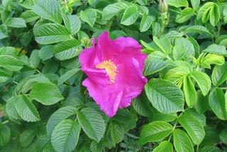 Róża pomarszczona = R. fałdzistolistna = R. japońska - Rosa rugosa