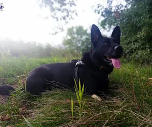 Policyjny pies odnalazł zaginionego w lesie 55-latka