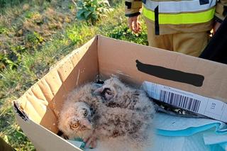 Nietypowa akcja strażaków. Sówki chciały zbyt szybko wylecieć z gniazda? 