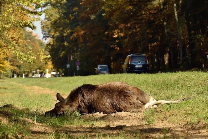 Na drodze słynnej z wypadków z udziałem łosi będzie nowy odcinkowy pomiar prędkości