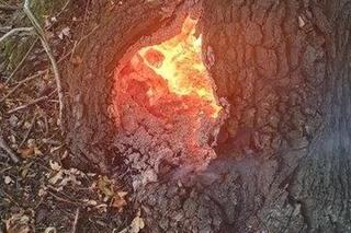 Ktoś podpalił blisko 200-letni dąb w Koronowie! Trwa szukanie sprawcy [ZDJĘCIA]