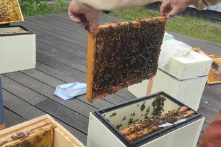 Wszystko o pszczołach w EC1