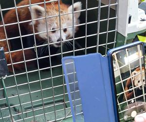 Panda, która uciekła z poznańskiego ZOO