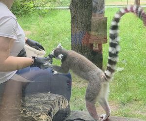 Pokazowe karmienie w myślęcińskim zoo to prawdziwy hit! Sprawdziliśmy to na miejscu