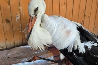 Ranny bocian po zderzeniu z dronem.