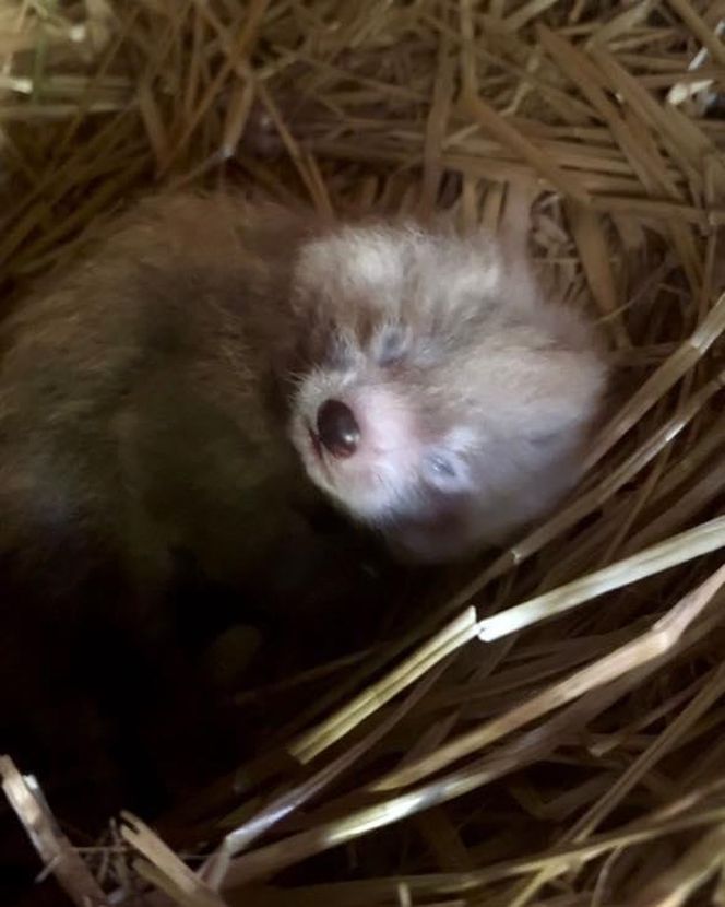 Wielka radość z pandy małej. W Orientarium Zoo Łódź na świat przyszedł trzeci potomek Ofelii i Otella