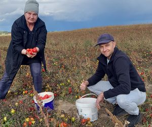 Samozbiory pomidorów na plantacji w Niewirkowie cieszą się powodzeniem