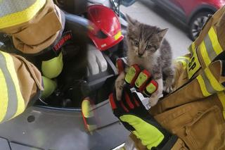 Wyciągnęli go z samochodowych trzewi. Maleńki kotek trafił pod opiekę strażaka