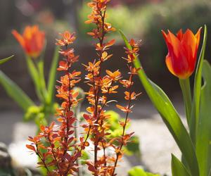 Berberys Thunberga  'Orange Ice'