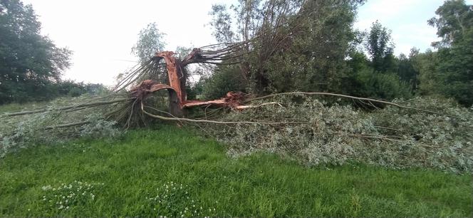 Piorun zabił mi kózkę Felę. Poczułem potworny ból i jakieś ciepło przeszyło moje ciało