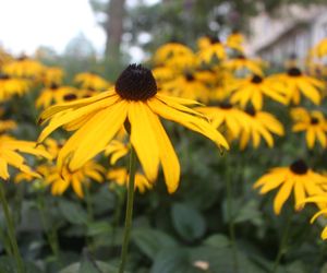 Rudbekia błyskotliwa
