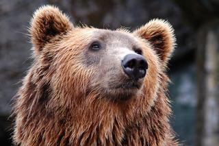 Fotopułapka nagrała bieszczadzkiego niedźwiedzia. Internauci zachwyceni jego sposobem na upał