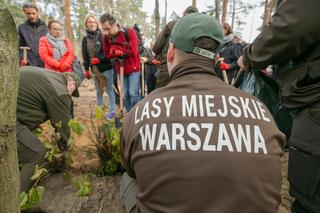 Nowe drzewa w Warszawie. Uroczysko Las Bemowo zyskało 2000 nowych drzew
