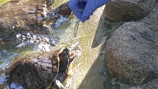 Światowy Dzień Żółwia