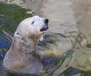 Niedźwiedzie polarne z Warszawskiego ZOO