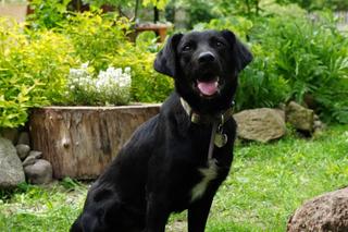 Karbon został porzucony, a potem potrącony przez auto! Teraz czeka na kochający dom