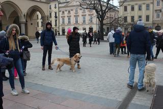 31. Finał WOŚP z krakowskimi Golden Retrieverami (i nie tylko)