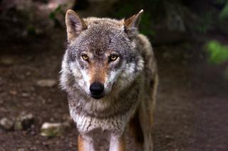 Coraz więcej wilków na Dolnym Śląsku. Czy mamy się czego bać? [AUDIO]