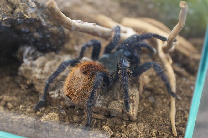 ZooPark ponownie przyciągnął do Targów Lublin tłumy miłośników zwierząt