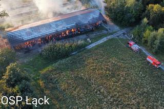 12-latek podpalił stadninę koni w Łącku? Ogromne straty. Strażacy walczyli z ogniem przez prawie 24 godziny [ZDJĘCIA]