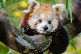 Poznańskie zoo chwali się zdjęciami swojego nowego mieszkańca. Ta urocza panda nie ma jeszcze imienia!