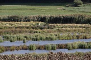   Nowy rezerwat przyrody w warmińsko-mazurskim. Jezioro Mścin zapiera dech w piersiach! [ZDJĘCIA]