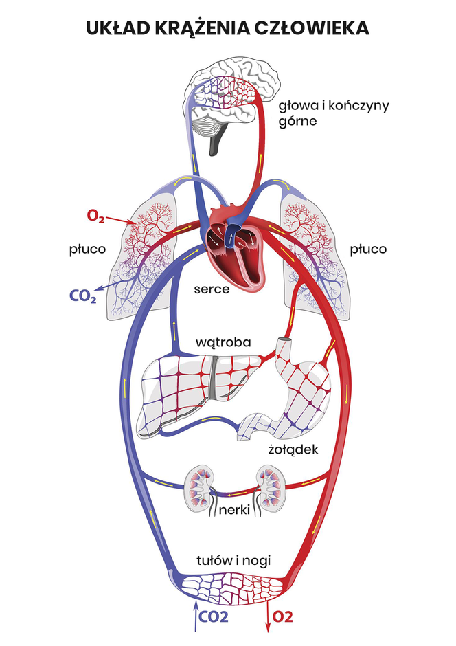 Serce jako centralny narząd układu krwionośnego